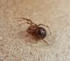 Steatoda triangulosa